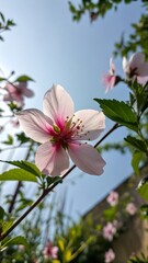 Obraz premium Delicate pink cherry blossom petals gently unfurl against a bright blue sky on a sunny spring day