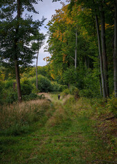 Peaceful autumn trail surrounded by tall beech trees and colorful foliage in the Bükk Mountains.