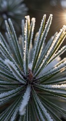 Obraz premium Frosty pine needles in winter sunlight for international mountain day celebration
