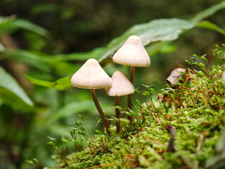 Tiny Mycena mushrooms growing on a mossy tree trunk in the forest, illuminated by soft natural light.