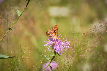 Queen of Spain fritillary (Issoria lathonia) butterfly perched on a purple knapweed flower (Centaurea jacea) with a green, blurred background