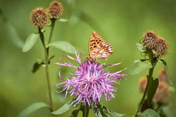 Queen of Spain fritillary (Issoria lathonia) butterfly perched on a purple knapweed flower (Centaurea jacea) with a green, blurred background