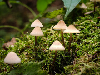 Group of delicate Mycena mushrooms emerging from lush green moss on a decaying log in the forest.