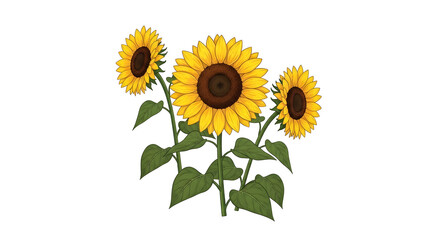 Obraz premium Three Cartoon Sunflowers on White Background illustration