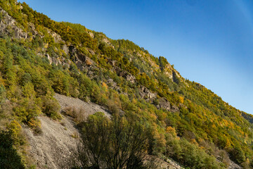 Bergfalnke im Herbst
