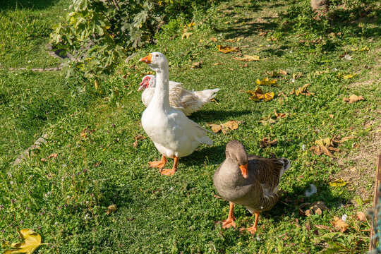 G&auml;nse bei Brusio