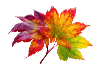 Autumn maple leaves transition from green to yellow red and purple on black fall leaf, Isolated On Transparent Background, Png Cut Out