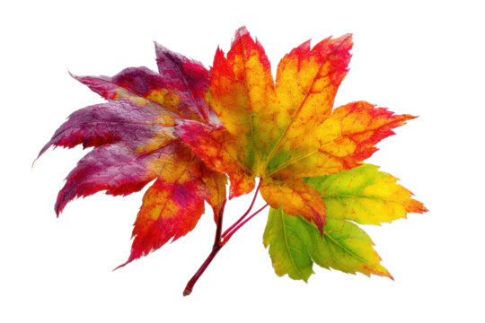 Autumn maple leaves transition from green to yellow red and purple on black fall leaf, Isolated On Transparent Background, Png Cut Out