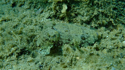 Common cuttlefish or European common cuttlefish (Sepia officinalis) undersea, Aegean Sea, Greece, Halkidiki, Pirgos beach