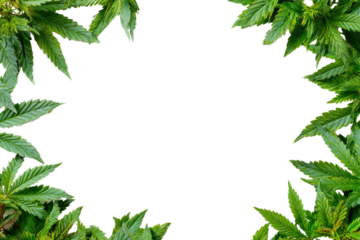 Green cannabis leaves forming a border on black background marijuana leaf, Isolated On Transparent Background, Png Cut Out