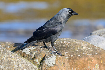 Jackdaw adult standing on an old stone wall