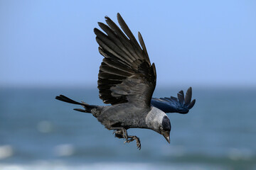 Jackdaw an adult bird in flight