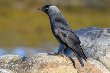 Jackdaw