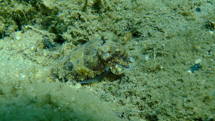 Common cuttlefish or European common cuttlefish (Sepia officinalis) undersea, Aegean Sea, Greece, Halkidiki, Pirgos beach