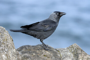 Jackdaw adult standing on an old stone wall