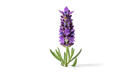 Purple Lavender Flower Spike with Green Leaves violet