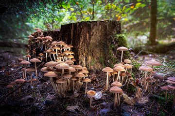 Beautiful brown-orange mushrooms in a group near a sawn-off rotting tree trunk in the nature park near Dwingeloo, the Netherlands