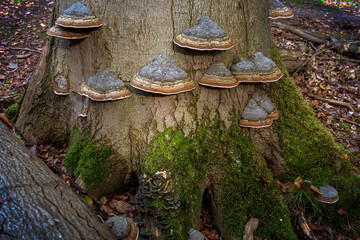 Photo of tinder fungus on a dead beech tree trunk in the Dwingeloo nature park, the Netherlands