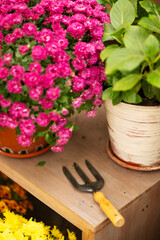 Vibrant pink chrysanthemum flowers and a small gardening fork on a wooden surface.