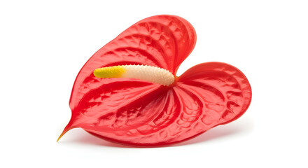 Red Anthurium Flower Isolated on White Background image