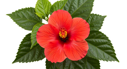 Red Hibiscus Flower with Green Leaves red flower tropical