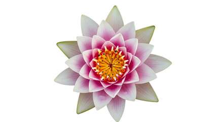 Top View of a Pink and White Water Lily Flower lotus