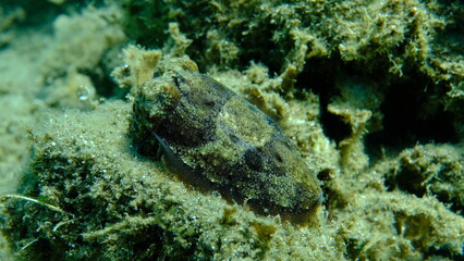 Common cuttlefish or European common cuttlefish (Sepia officinalis) undersea, Aegean Sea, Greece, Halkidiki, Pirgos beach