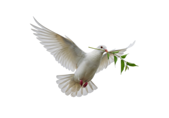 Dove with olive branch PNG isolated on transparent background, symbol of peace and hope for graphic design and religious projects