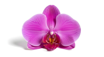 Bright Pink Orchid Flower Isolated on White Keywords: orchid, flower, pink, purple, bloom
