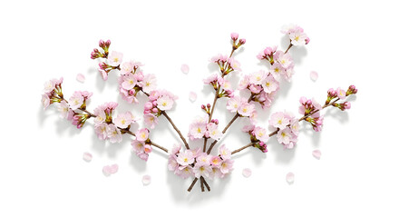 Delicate Pink Cherry Blossom Branches with Falling Petals