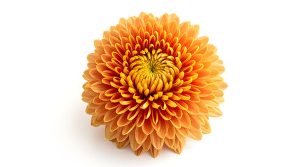 Single Orange Chrysanthemum Flower Isolated On White