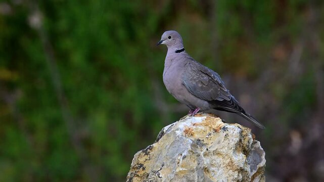 cleaning and cooing Eurasian collared dove // sich putzende und gurrende T&uuml;rkentaube (Streptopelia decaocto)