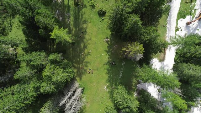 forest from the top