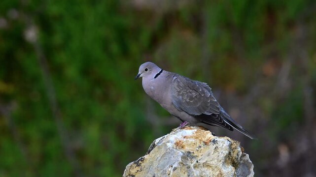rufende/gurrende T&uuml;rkentaube // cooing Eurasian collared dove (Streptopelia decaocto)