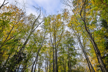 Looking up at tall trees with orange and yellow autumn leaves against a blue sky. Vibrant colors and peaceful atmosphere of a fall forest canopy.