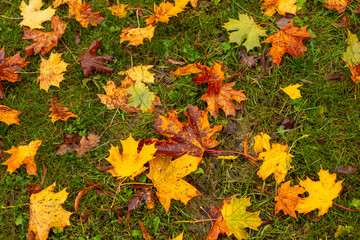 autumn leaves background
