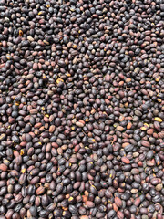 Coffee berries background, freshly picked, spread out to dry,  textured surface, view from above. Chiriquí, Panama