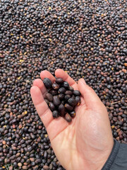 Coffee beans on a hand at the highlands of Panama, rich brown texture of the berries spread out for drying, above view.