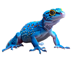 A blue gecko with orange spots on a black background, poised, showing intricate skin texture and detail