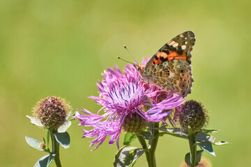 Vanessa cardui, known as the painted lady or cosmopolitan butterfly, perches on a vibrant purple flower, likely a knapweed (Centaurea species)