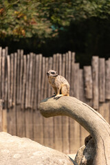 Suricate Plan&egrave;te sauvage France