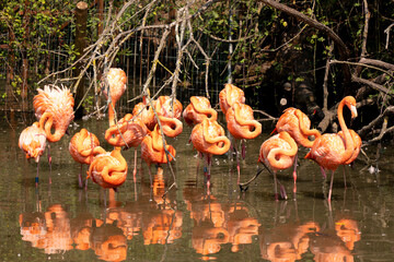 Groupe de flamant rose Plan&egrave;te Sauvage France