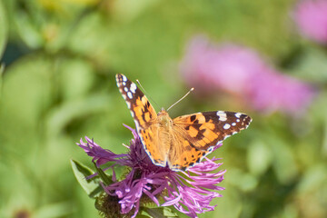 Vanessa cardui, known as the painted lady or cosmopolitan butterfly, perches on a vibrant purple flower, likely a knapweed (Centaurea species)