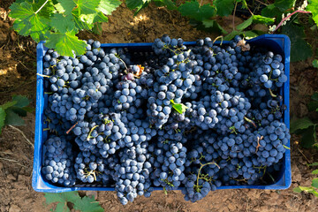 farmers picking grapes in vineyards during the vintage time