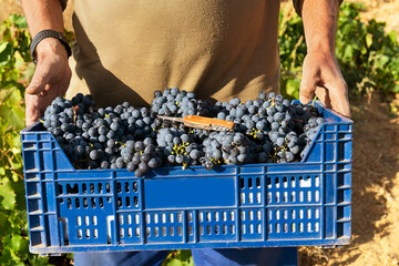 farmers picking grapes in vineyards during the vintage time