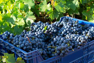 farmers picking grapes in vineyards during the vintage time