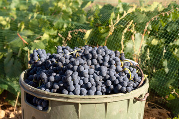 farmers picking grapes in vineyards during the vintage time