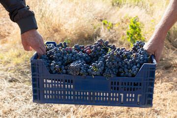 farmers picking grapes in vineyards during the vintage time