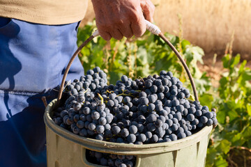 farmers picking grapes in vineyards during the vintage time