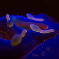 Clostridium Tetani Bacterium Microscopic 3D Render